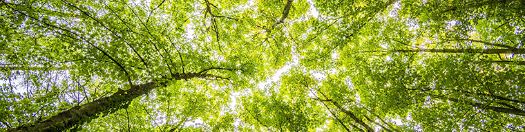 Banner Curso huella de Carbono