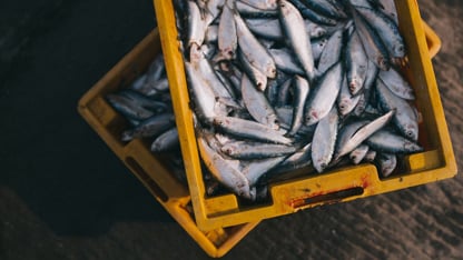 Pesca