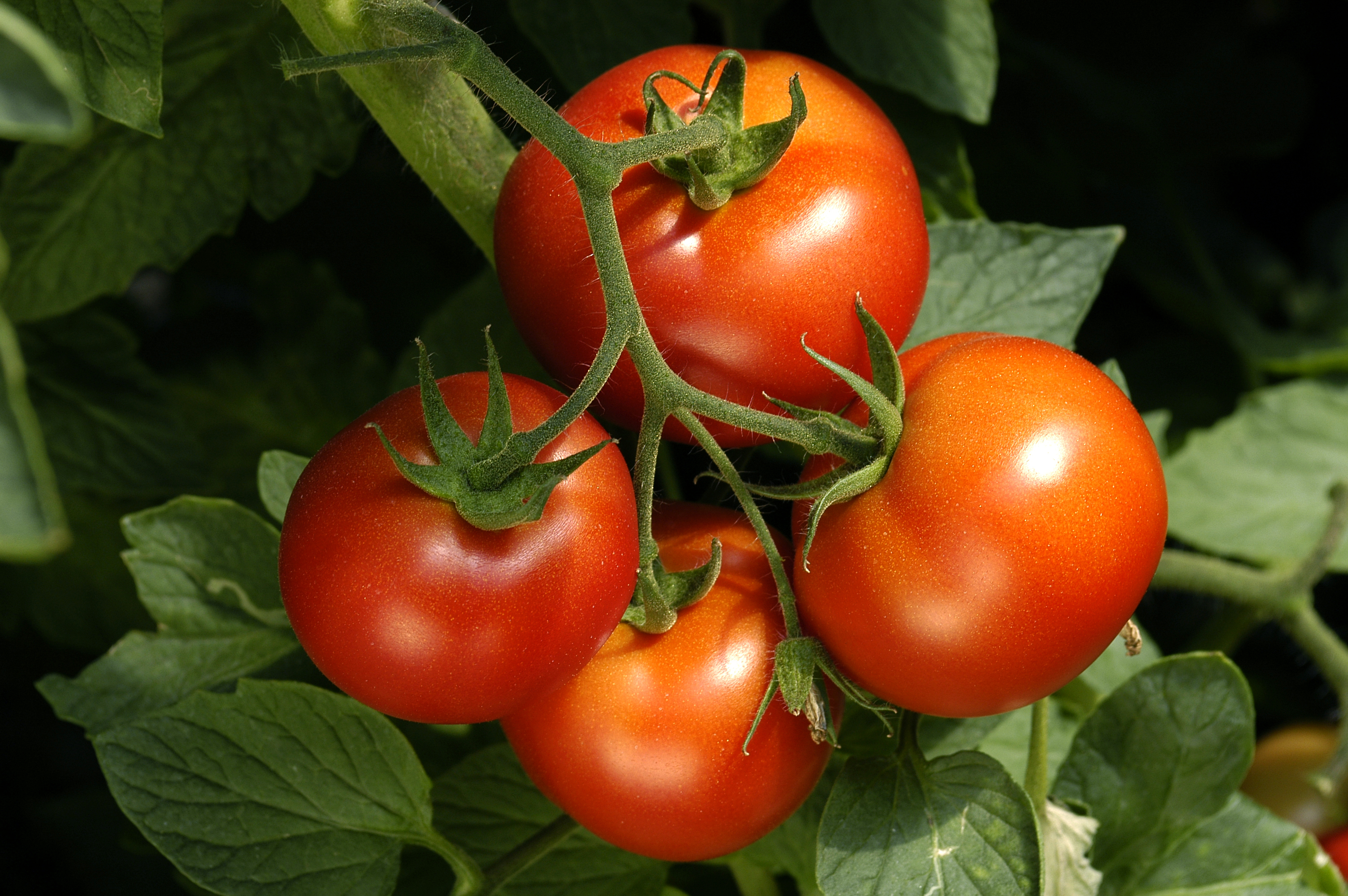 12342829_Tomatoes.jpg
